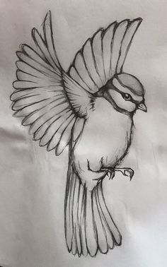 a drawing of a bird with its wings spread