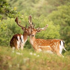 two deer standing next to each other on a lush green field