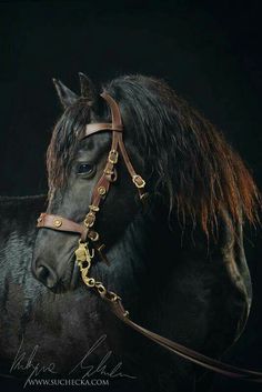 a black horse wearing a bridle with gold chains on it's face