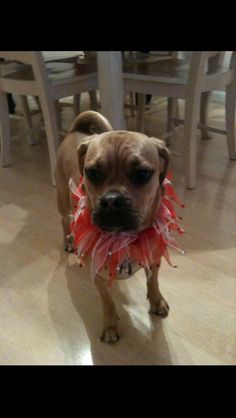 a brown dog wearing a red and white dress on top of a hard wood floor