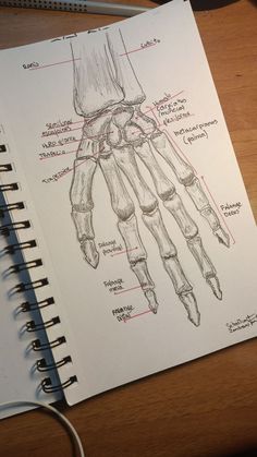 a drawing of the hand and wrist muscles