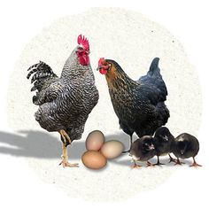 two chickens and three chicks standing next to each other with an egg in front of them