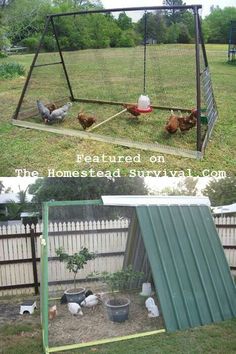 two pictures side by side with chickens in the yard and on the other side is a chicken coop