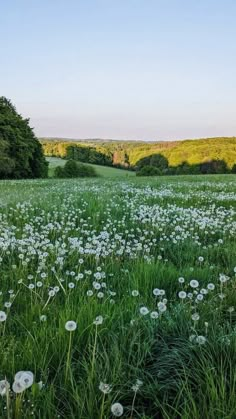 a field with lots of green grass and white flowers