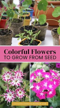 colorful flowers to grow from seed in pots with text overlay that reads, colorful flowers to grow from seed