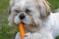 a small white dog chewing on an orange carrot