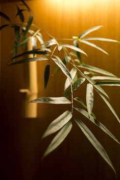 a bamboo plant with green leaves in front of a light