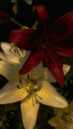 two red and white flowers in the dark