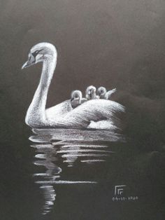 a drawing of a swan with her babies