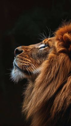 a close up of a lion's face with its eyes closed