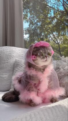 a cat in a pink outfit sitting on top of a bed wearing glasses and a hat