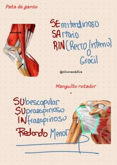 the muscles are labeled in spanish and english