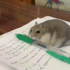 a hamster sitting on top of a piece of paper next to a green pen