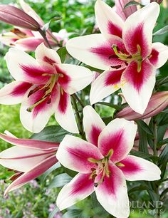 some pink and white flowers are in the grass