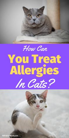 two cats sitting next to each other with the caption how can you treat allergies in cats?