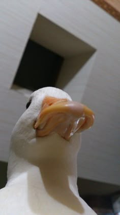 a close up view of a white bird's head