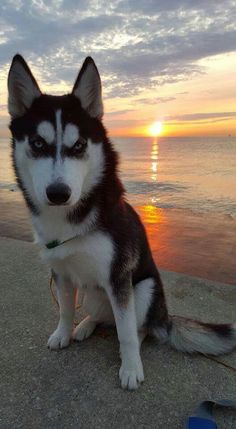 a husky dog sitting on the beach at sunset