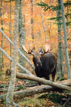 a large moose walking through a forest filled with lots of tall trees and fallen leaves