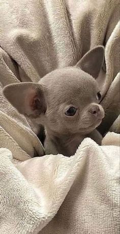 a small gray chihuahua puppy sitting on top of a white blanket