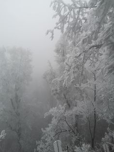 trees covered in snow on a foggy day