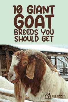 a goat standing in the snow with text overlay that reads, 10 giant goat breeds you should get