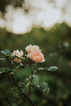 two pink flowers with green leaves in the foreground and blurred trees in the background