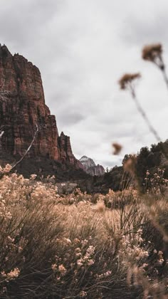 the mountains are covered with tall grass and flowers in the foreground is a cloudy sky