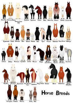 the horse breeds are shown in this chart