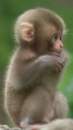 a small brown monkey sitting on top of a rock