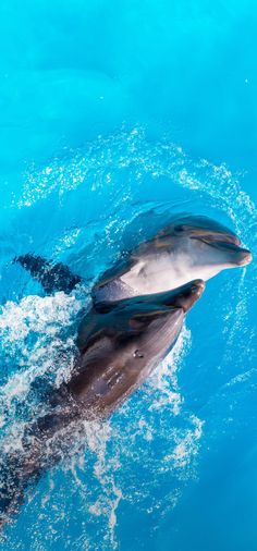 two dolphins are swimming in the blue water