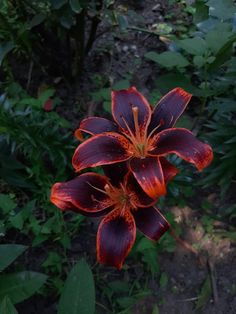 a red and black flower in the middle of some green plants