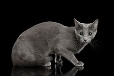 a gray cat sitting on top of a black table