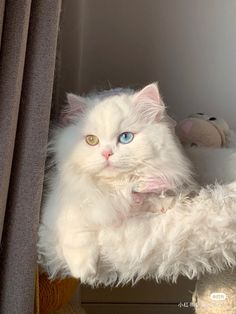 a fluffy white cat with blue eyes sitting on top of a shelf next to a stuffed animal