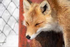 a close up of a fox near a fence with its eyes closed and it's tongue hanging out