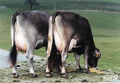 two cows are eating grass in the field