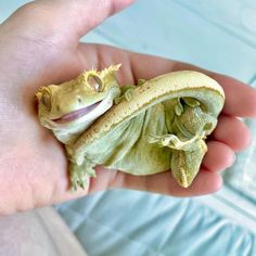 a person holding a small lizard in their hand