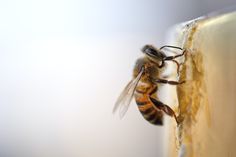 a close up of a bee on a wall