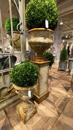 three large potted plants sitting on top of each other in front of a mirror