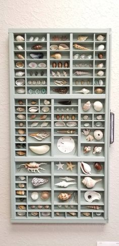 a wall mounted shelf filled with lots of seashells on it's sides