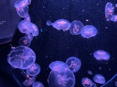 purple jellyfish swimming in an aquarium tank