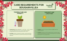 the benefits of plant care for bougainvillea and thripe plants