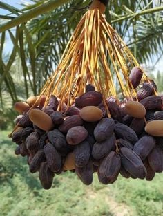 a bunch of nuts hanging from a palm tree