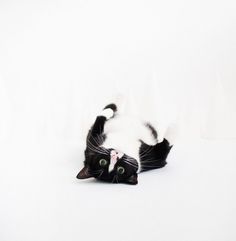 a black and white cat laying on its back