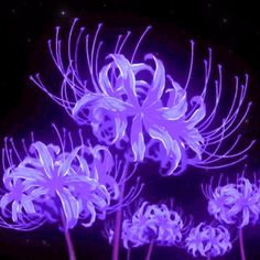 purple flowers are glowing in the dark with stars behind them and on top of each other