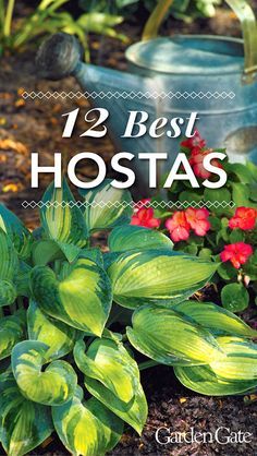 some plants that are in the dirt with text overlay saying, 12 best hostas