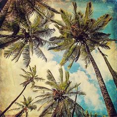 palm trees are shown against the blue sky and clouds in this artistic photo taken with a polaroid camera