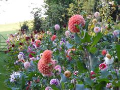 a garden filled with lots of different colored flowers