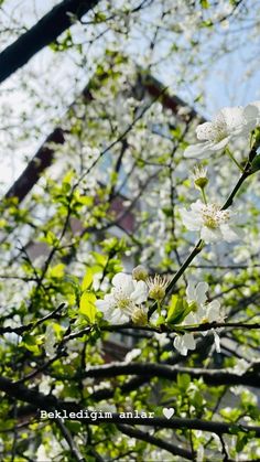 white flowers blooming on the branches of a tree in front of a tall building