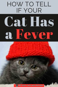 a cat wearing a red hat with the words how to tell if your cat has a fever