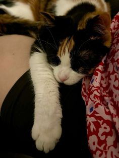 a calico cat sleeping on someone's lap